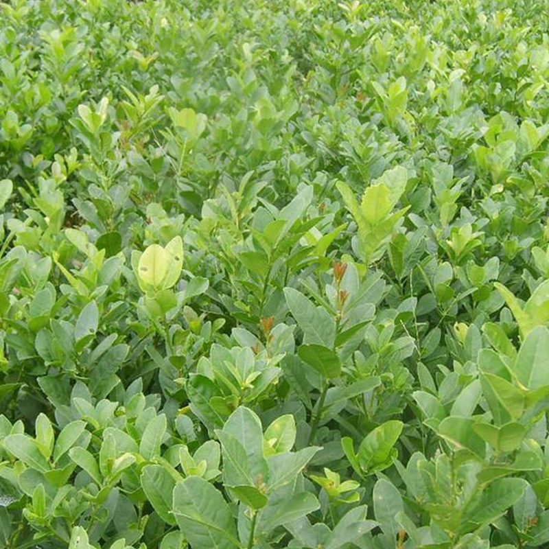 佛手種植技術(shù)