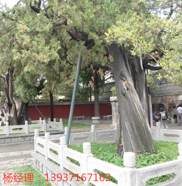 定制古樹防雷工程避雷產品 特種防雷資質 河南CMA防雷工程檢測資質