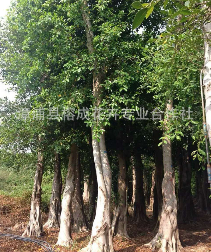 綠化行道樹 小葉榕 行道樹 造型榕樹