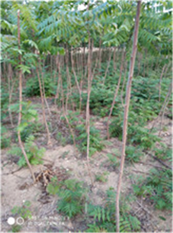 山東泰安火炬基地1公分火炬1元