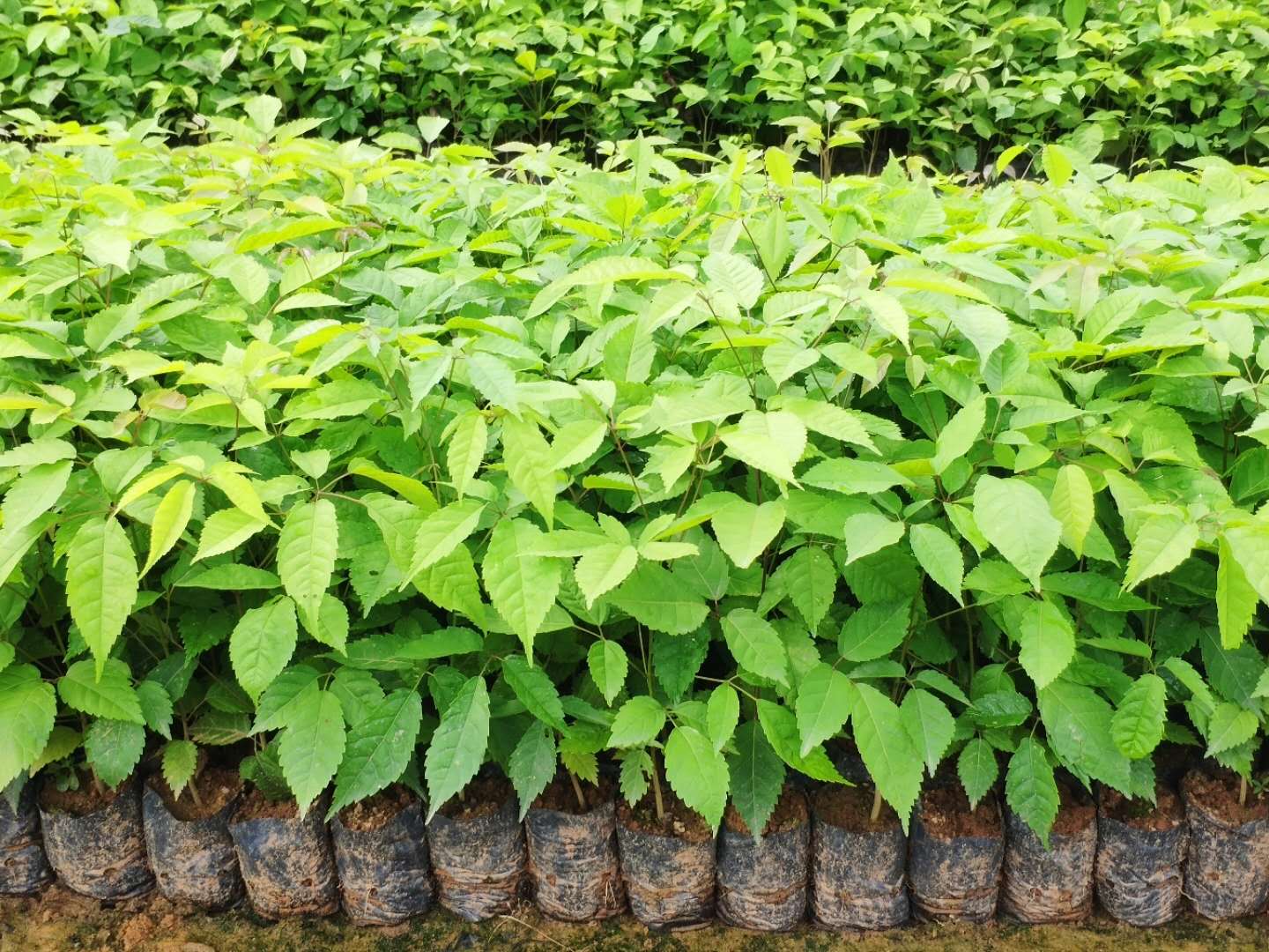 年前開(kāi)花10-80公分高小葉多花紫花風(fēng)鈴木種苗 廣東紫花風(fēng)鈴木苗基地*直銷(xiāo)  小葉多花繡球紫花風(fēng)鈴木種苗