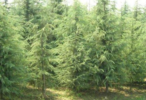 專業(yè)種植雪松小苗_批發(fā)基地