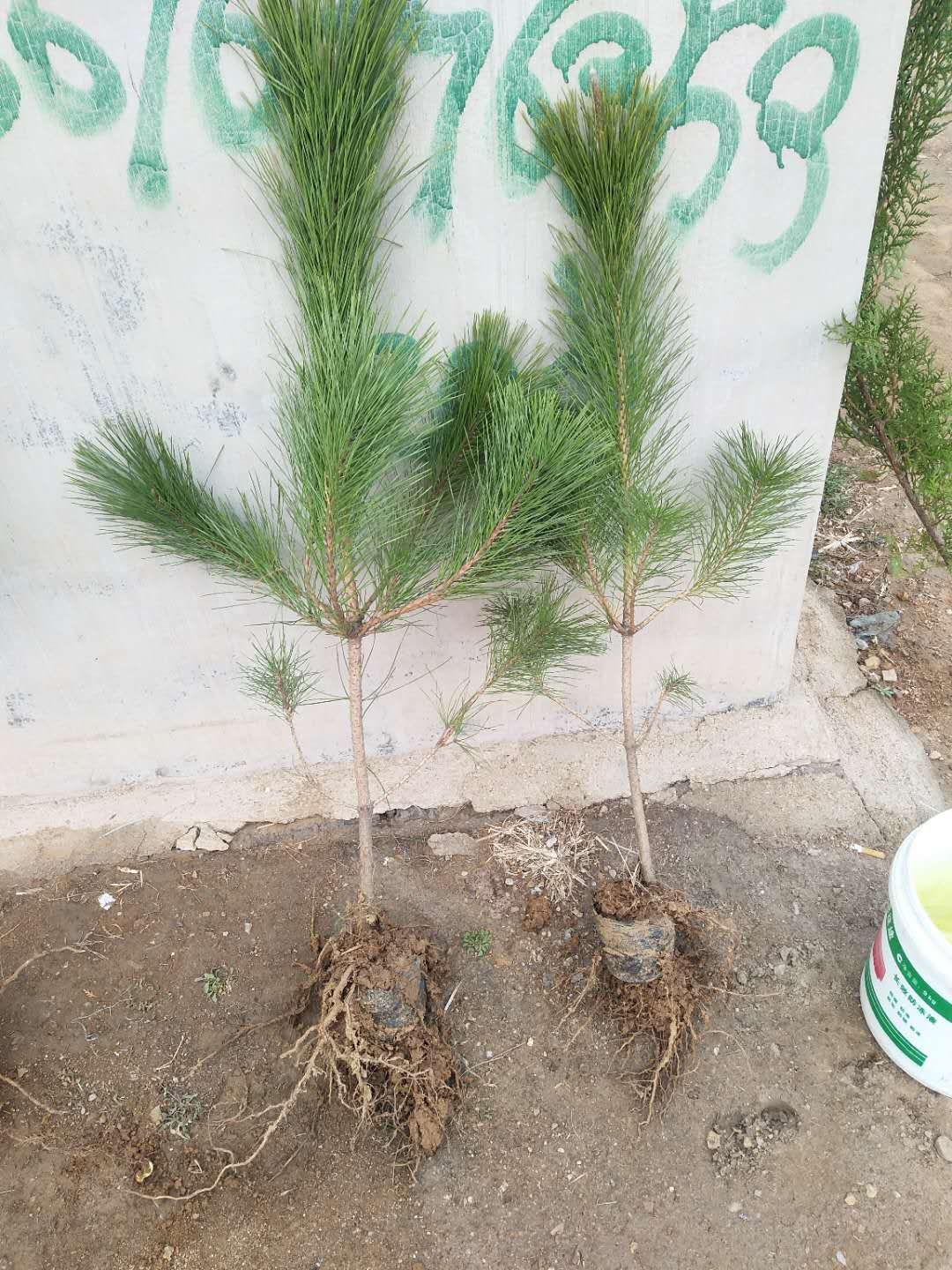 黑松苗批發(fā)基地_黑松苗價格