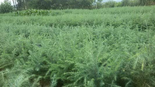 專業(yè)種植雪松小苗_批發(fā)基地