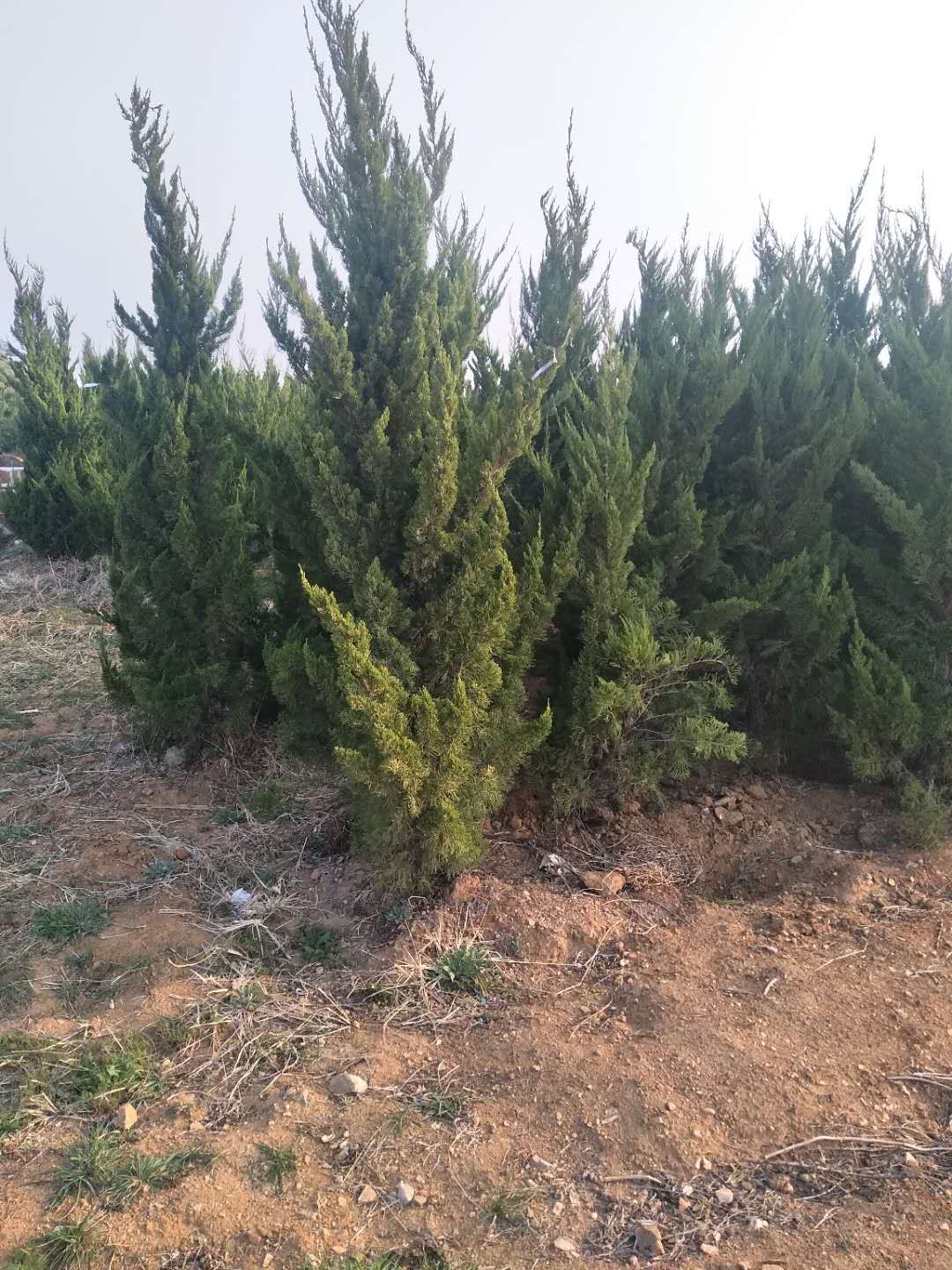 優(yōu)質(zhì)側(cè)柏苗價(jià)格_批發(fā)