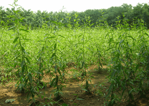 柳樹苗批發(fā)基地_價(jià)格