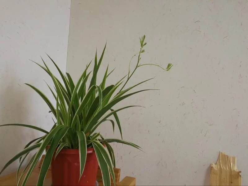 北京稻草漆價(jià)格 北京稻草漆廠家