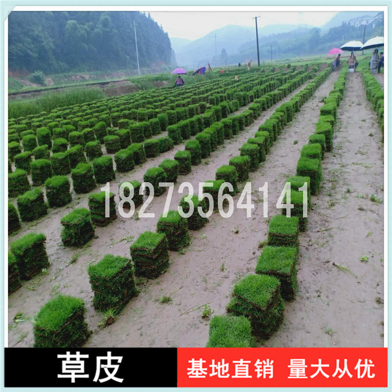 衡陽馬尼拉草皮卷種植基地，衡陽馬尼拉草皮卷報價價格，衡陽哪里有馬尼拉草皮卷批發(fā)