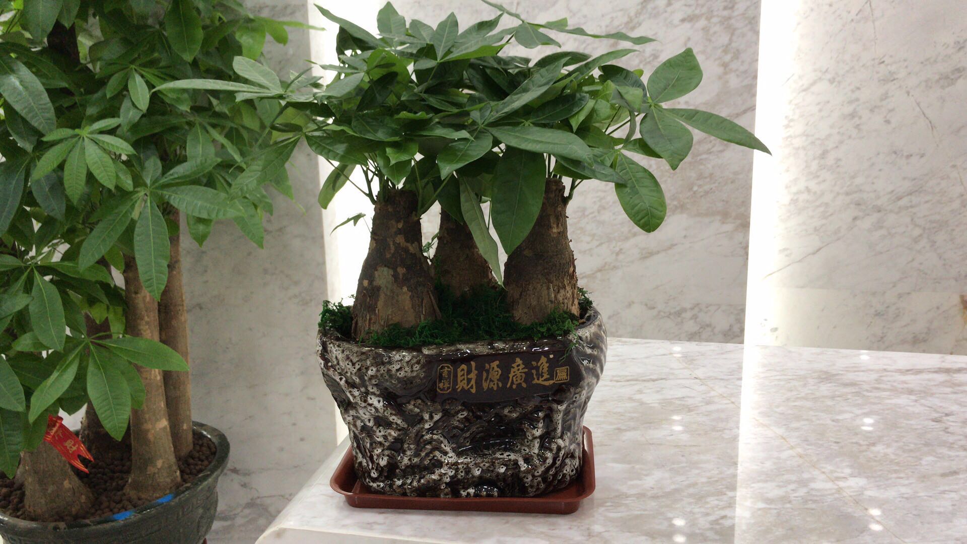 深圳羅湖區(qū)植物租擺價格-羅湖區(qū)植物租擺熱線- 羅湖區(qū)植物租擺電話 深圳植物租擺