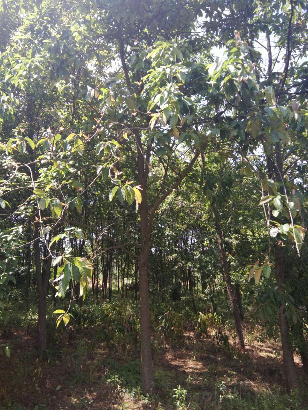 江西雄騰園林供應(yīng)紫玉蘭種植基地直銷價(jià)格