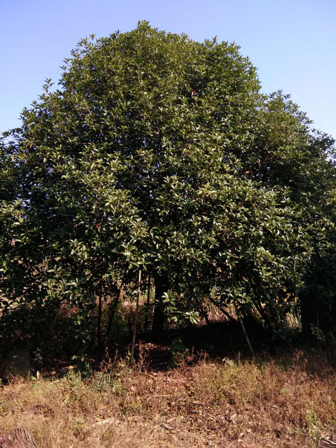 江西雄騰園林供應(yīng)紫玉蘭種植基地直銷價(jià)格
