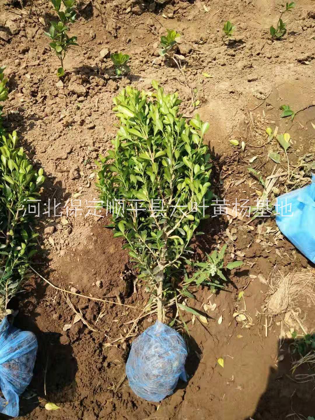 批發(fā)膠東衛(wèi)矛_價(jià)格