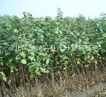 各種規(guī)格金銀木價(jià)格_批發(fā)基地