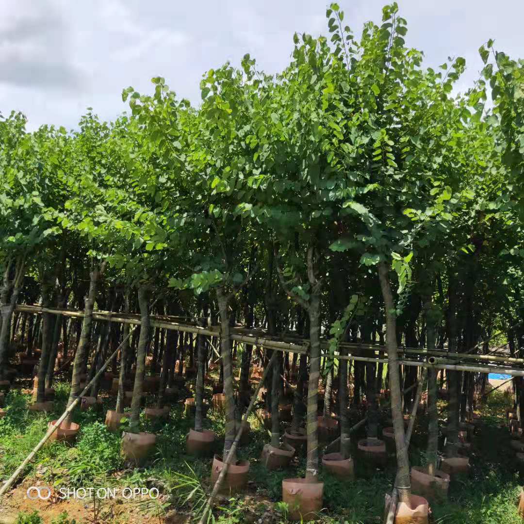 宮粉紫荊報(bào)價(jià)廠家直銷 宮粉紫荊地區(qū)