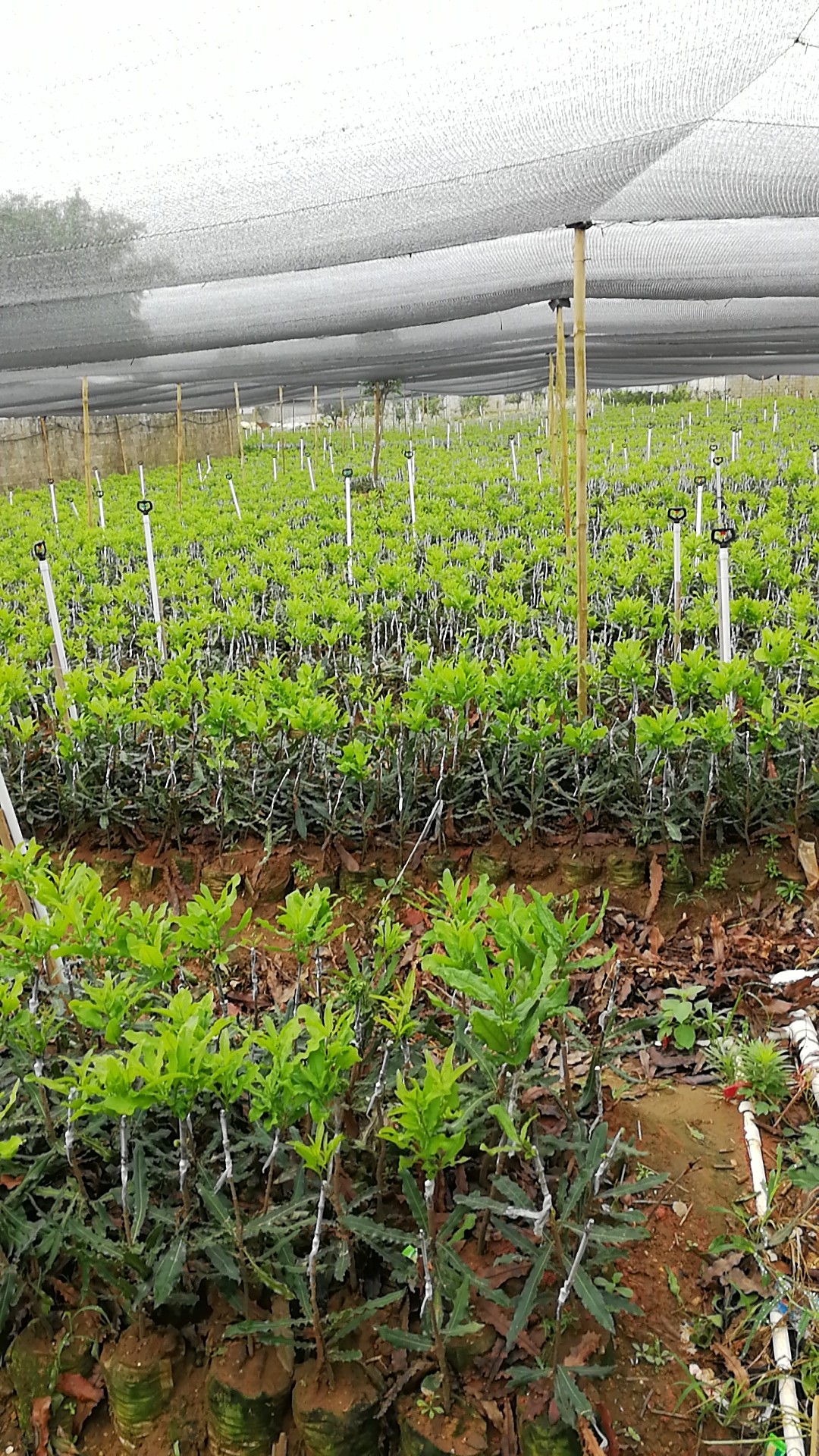 【桂熱一號】澳洲堅果苗 夏威夷果樹苗 種植基地直銷堅果嫁接苗 澳洲堅果中苗