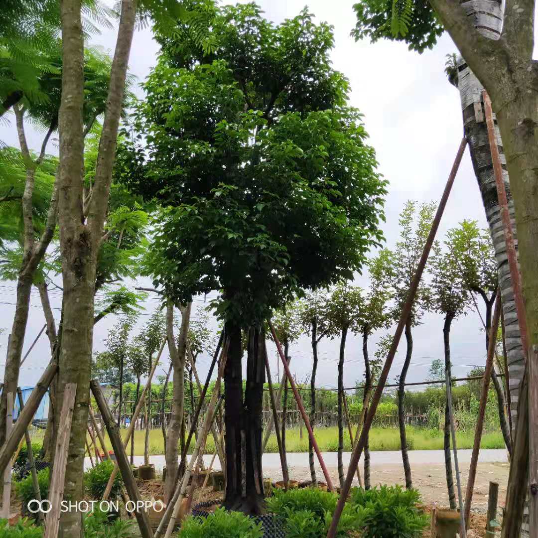 秋風(fēng)苗木報(bào)價(jià) 秋風(fēng)樹(shù)苗木