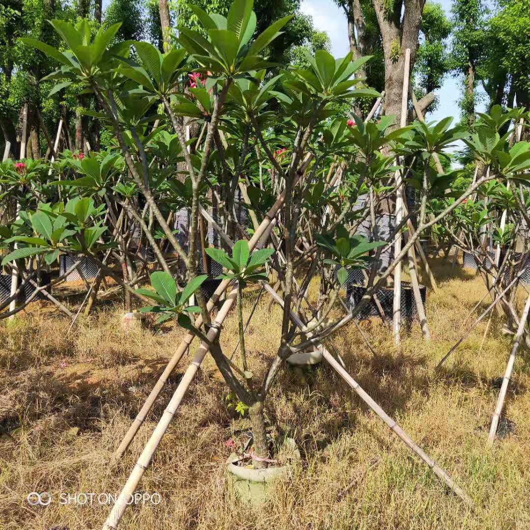 紅花紅雞蛋花供應(yīng)商價(jià)格 紅花紅雞蛋花苗木