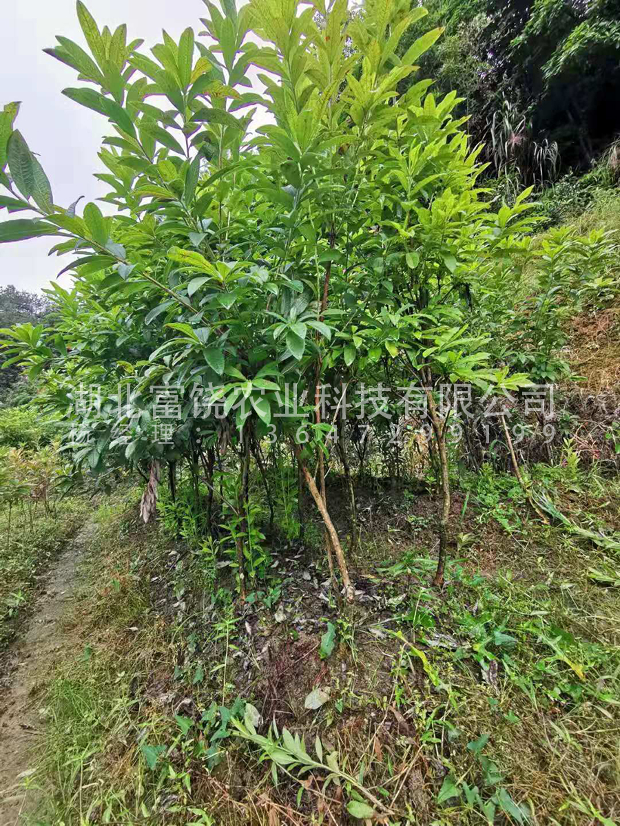 出售湖北隨州富饒農(nóng)業(yè) 黃*鬧羊花羊躑躅8年馴化苗移栽8年熟樁特大樹苗樹樁基地直銷