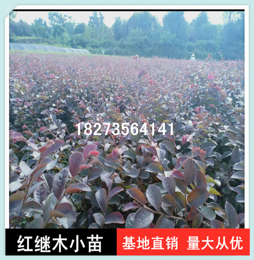 長期供應(yīng)紅繼木小苗基地直銷就選天行綠茵草皮基地，湖南優(yōu)質(zhì)紅繼木小苗批發(fā)價(jià)價(jià)格，品種純正，成活率高，量大從優(yōu)