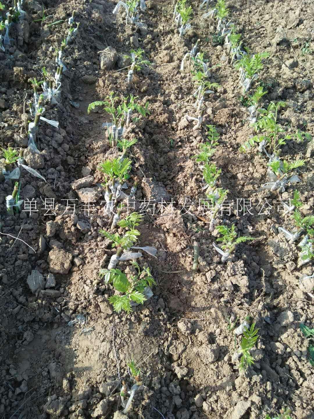 魯皂一號皂角良種嫁接苗 魯皂一號良種嫁接苗