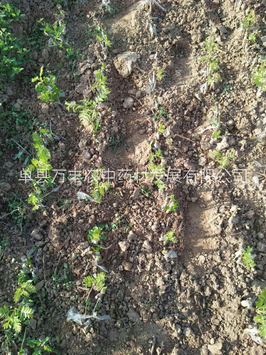 魯皂一號皂角良種嫁接苗 魯皂一號良種嫁接苗