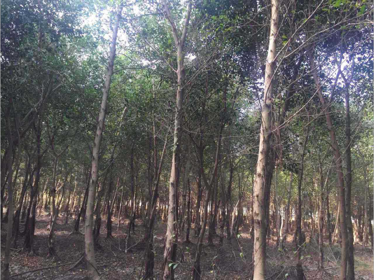 福建小葉榕樹(shù)苗廠家-供應(yīng)商-批發(fā)