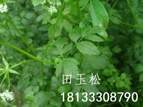 白芷，種苗的種植方法，批發(fā)價(jià)格