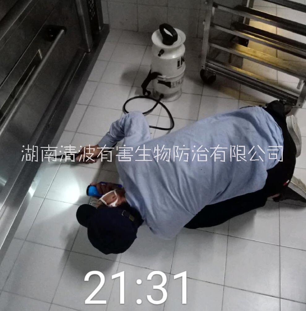 湖南滅蟑螂公司|專業(yè)殺蟑螂機(jī)構(gòu)|滅蟑螂|快速滅蟑螂|家庭滅蟑螂價(jià)格