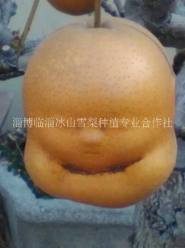 供應冰山雪梨的專業(yè)種植基地-廠家直銷報價