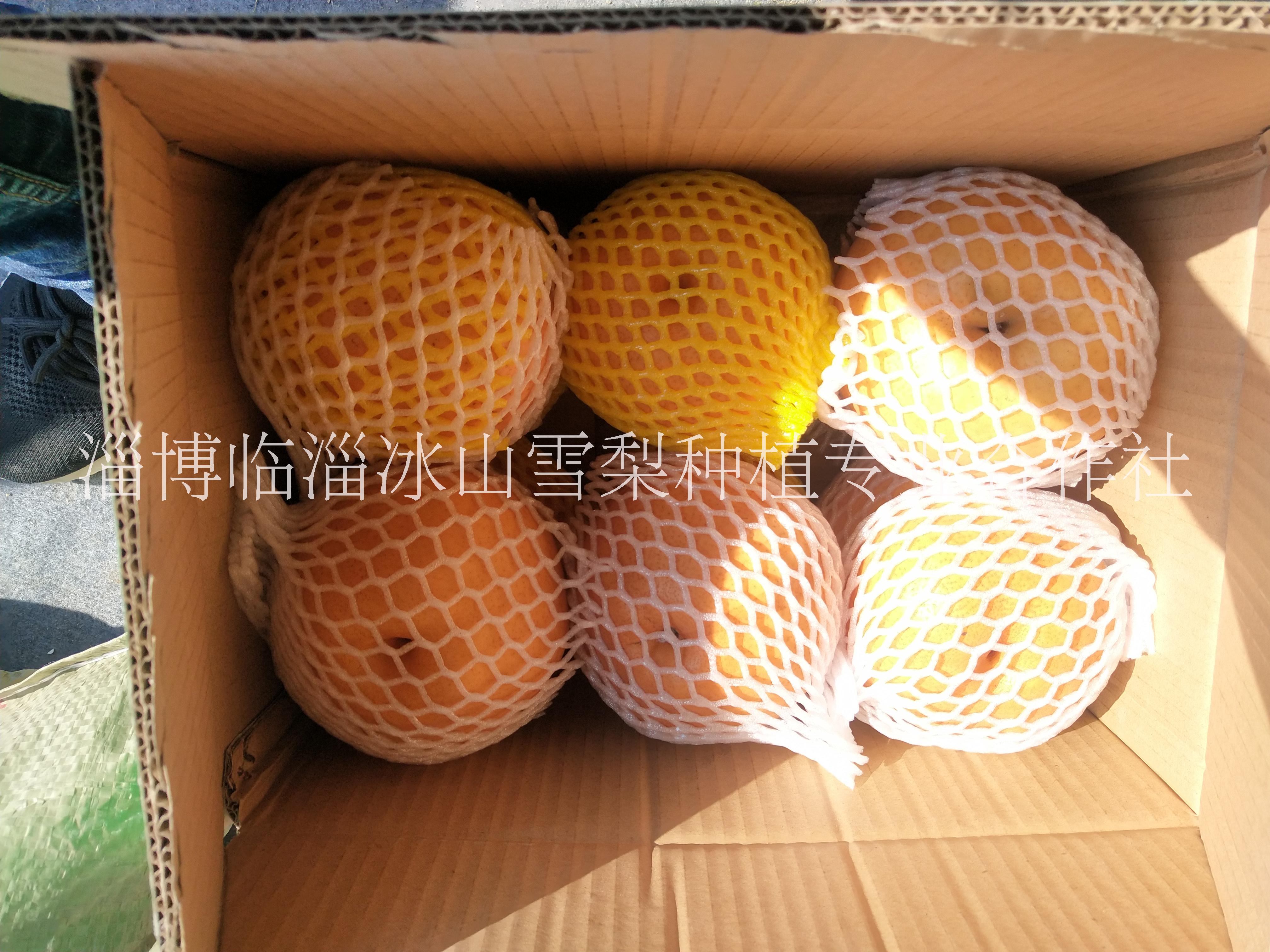 冰山雪梨 臨淄冰山雪梨