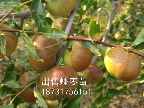 出售蟠棗苗，3公分蟠棗樹苗多少錢