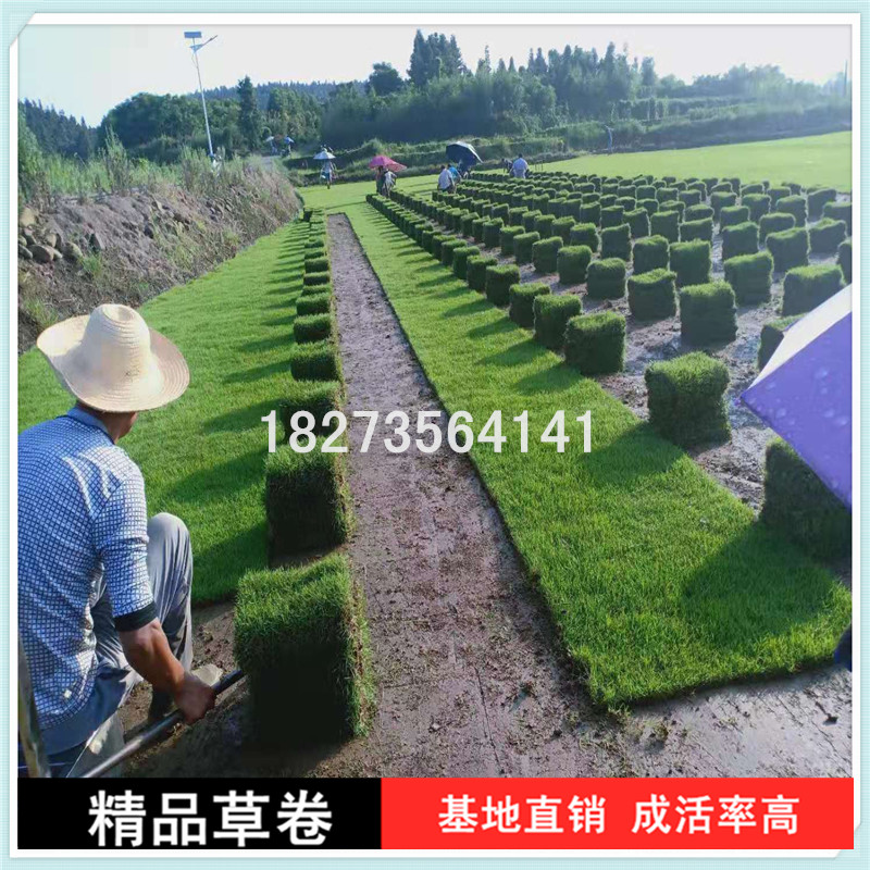 專業(yè)培育*草卷種植基地，湖南哪里有*草卷批發(fā)，優(yōu)質馬尼拉草卷基地直銷