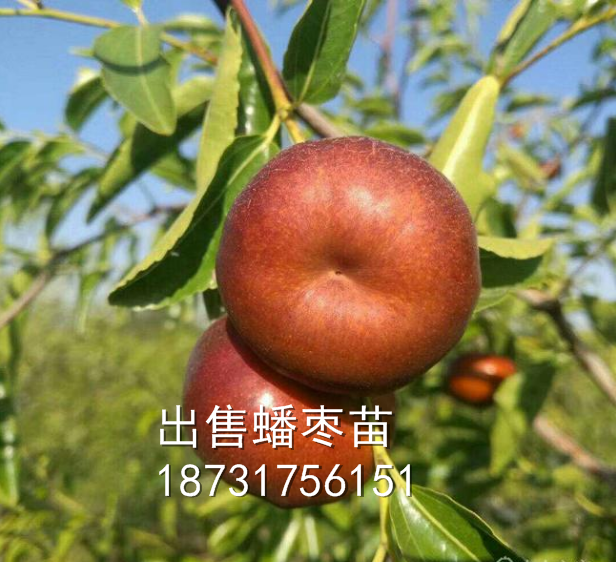 3公分蟠棗苗價格，甘肅哪里出售蟠棗樹苗