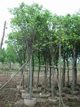 成都小葉榕種植基地，成都小葉榕批發(fā)價格，成都小葉榕供應(yīng)商