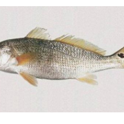 廣東湛江紅鼓魚養(yǎng)殖基地-【忠海潤(rùn)海水魚苗養(yǎng)殖】