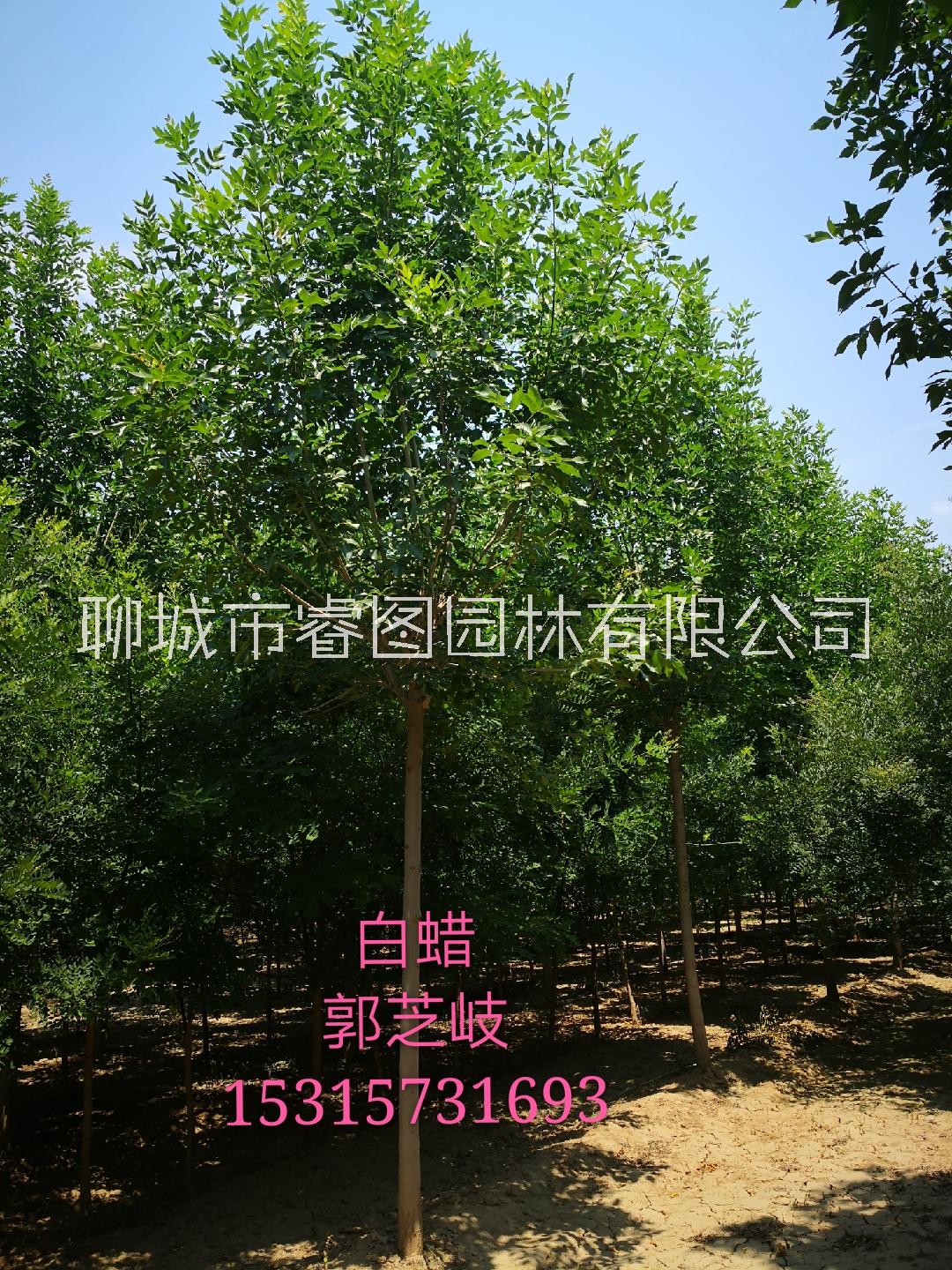 山東金葉白蠟種植批發(fā)商