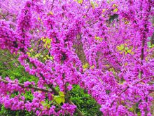 四川叢生紫荊花種植基地_四川叢生紫荊花種植批發(fā)價格_【成都華成園藝場】