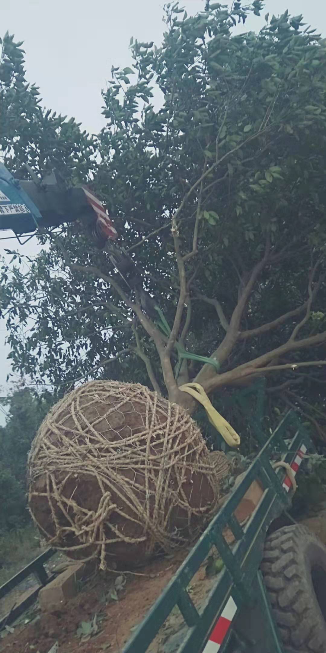 香泡樹出售，益陽香泡樹基地，益陽香泡樹價(jià)格，益陽香泡樹報(bào)價(jià) 香泡樹出售