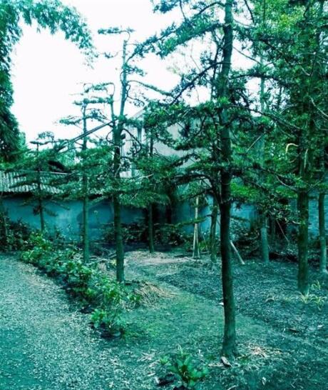 四川成都羅漢松種植基地-【成都華成園藝場】