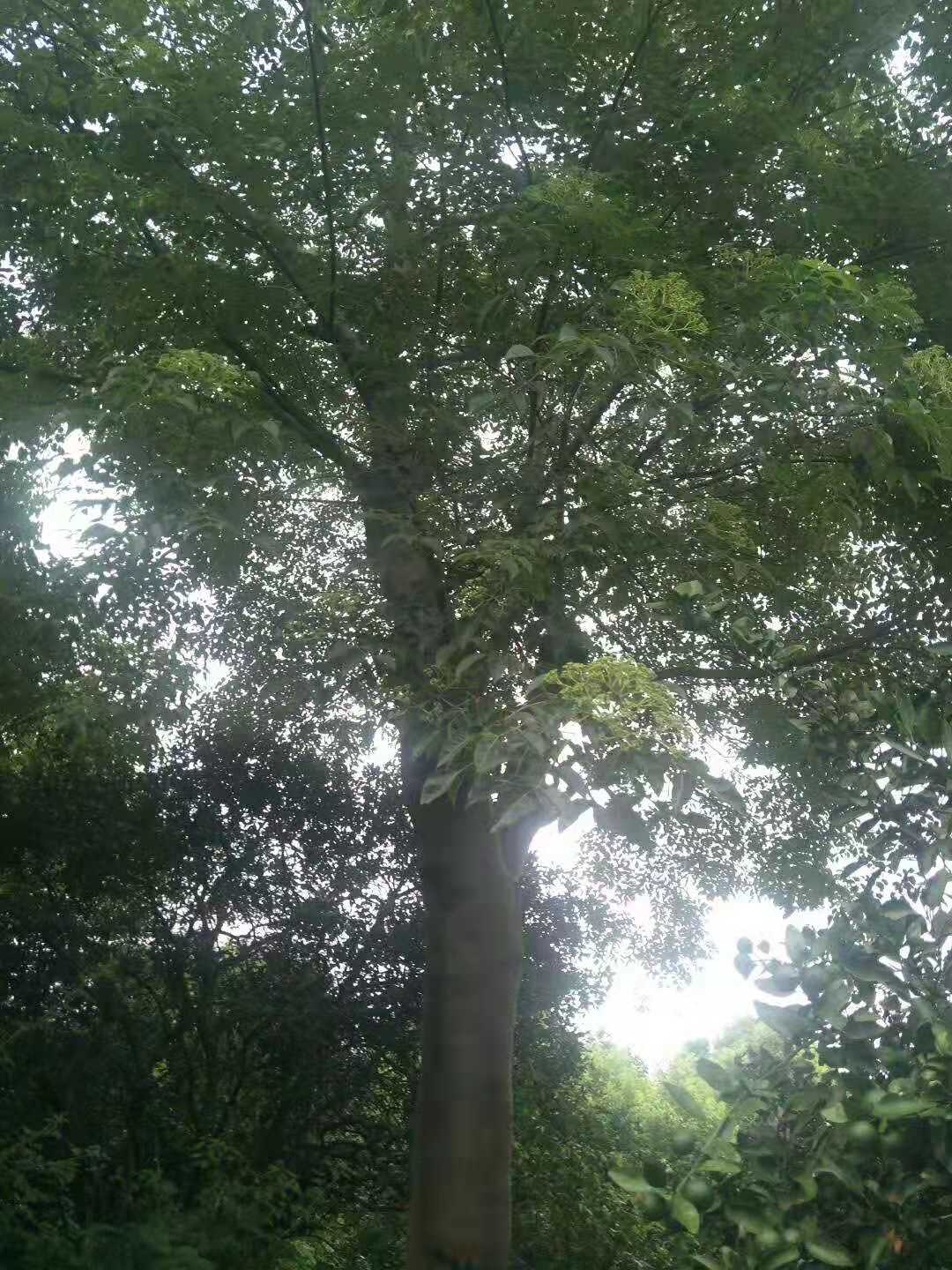 益陽18公分無患子樹種植基地報價多少錢-無患子樹價格哪家便宜