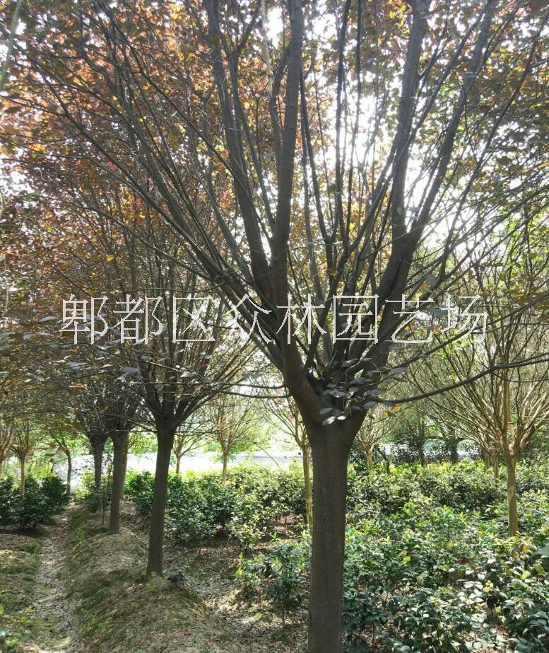 四川5cm紅葉李價(jià)格 四川紫葉李葉李供應(yīng)