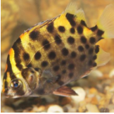 湛江金古魚養(yǎng)殖基地-【忠海潤海水魚苗養(yǎng)殖】