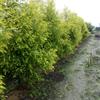 四川千層金種植基地_四川千層金種植批發(fā)價(jià)格_【成都華成園藝場】