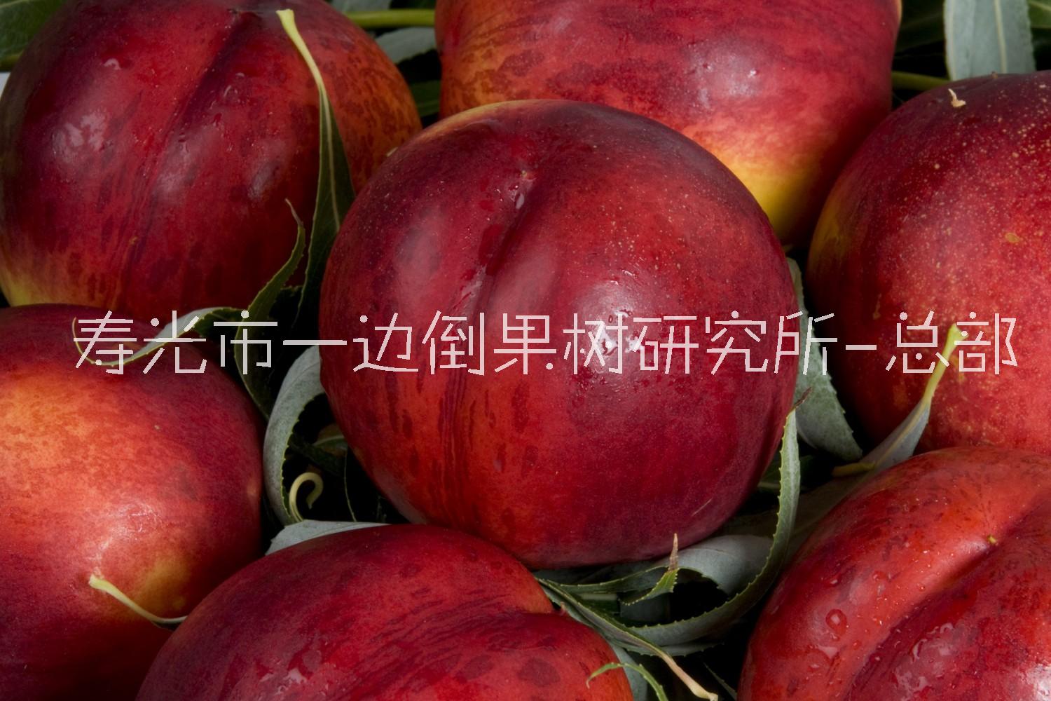 7-62油桃 桃苗 桃苗價格 基地供應(yīng)