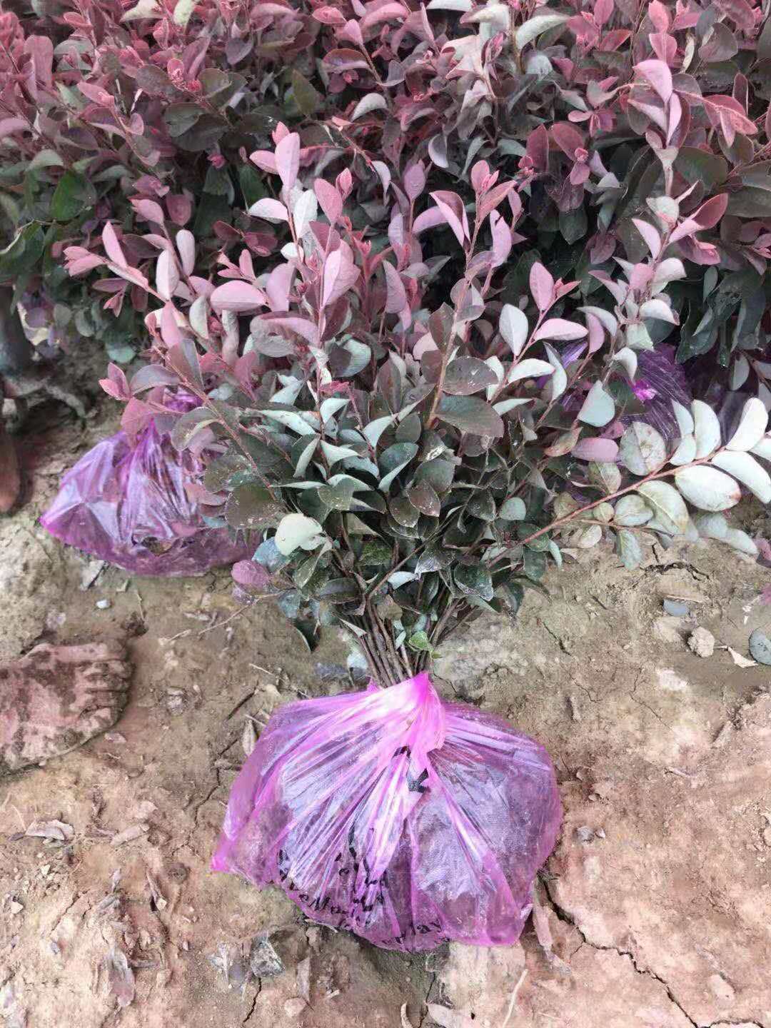 湖南紅花檵木苗木種植基地-【郴州佳苗綠化草皮苗木專業(yè)合作社】
