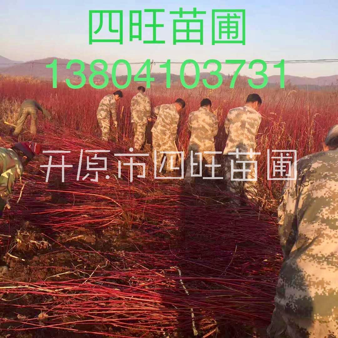 東北遼寧供應(yīng) 紅瑞木 涼子木 紅梗木小苗容器苗耐寒落葉灌木*惠規(guī)格齊全