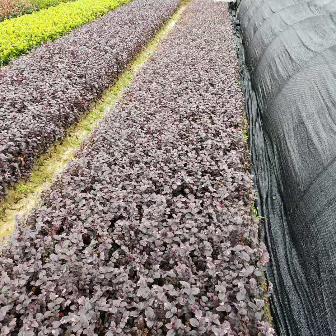 紅花檵木苗木種植批發(fā)報(bào)價(jià)