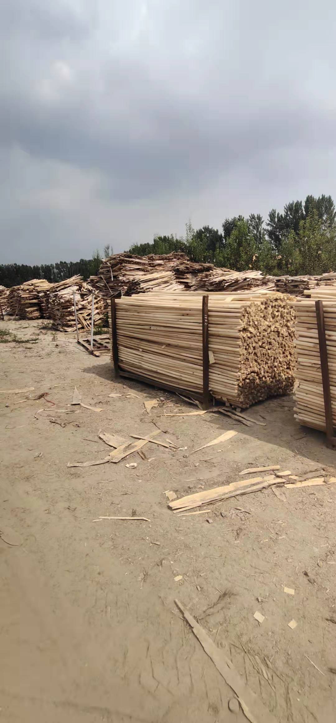 楊木綠化桿/生產(chǎn)廠家/批發(fā) 廠家直銷楊木綠化桿