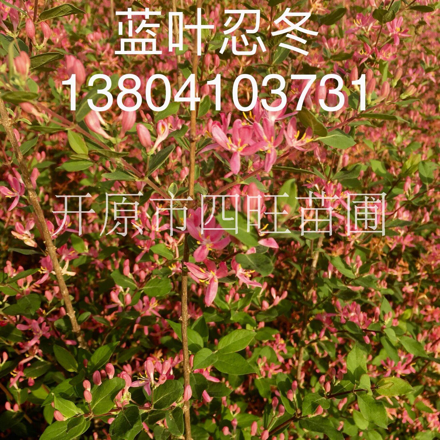 東北遼寧供應藍葉忍冬綠籬灌木 金銀紅花忍冬播種小苗*惠