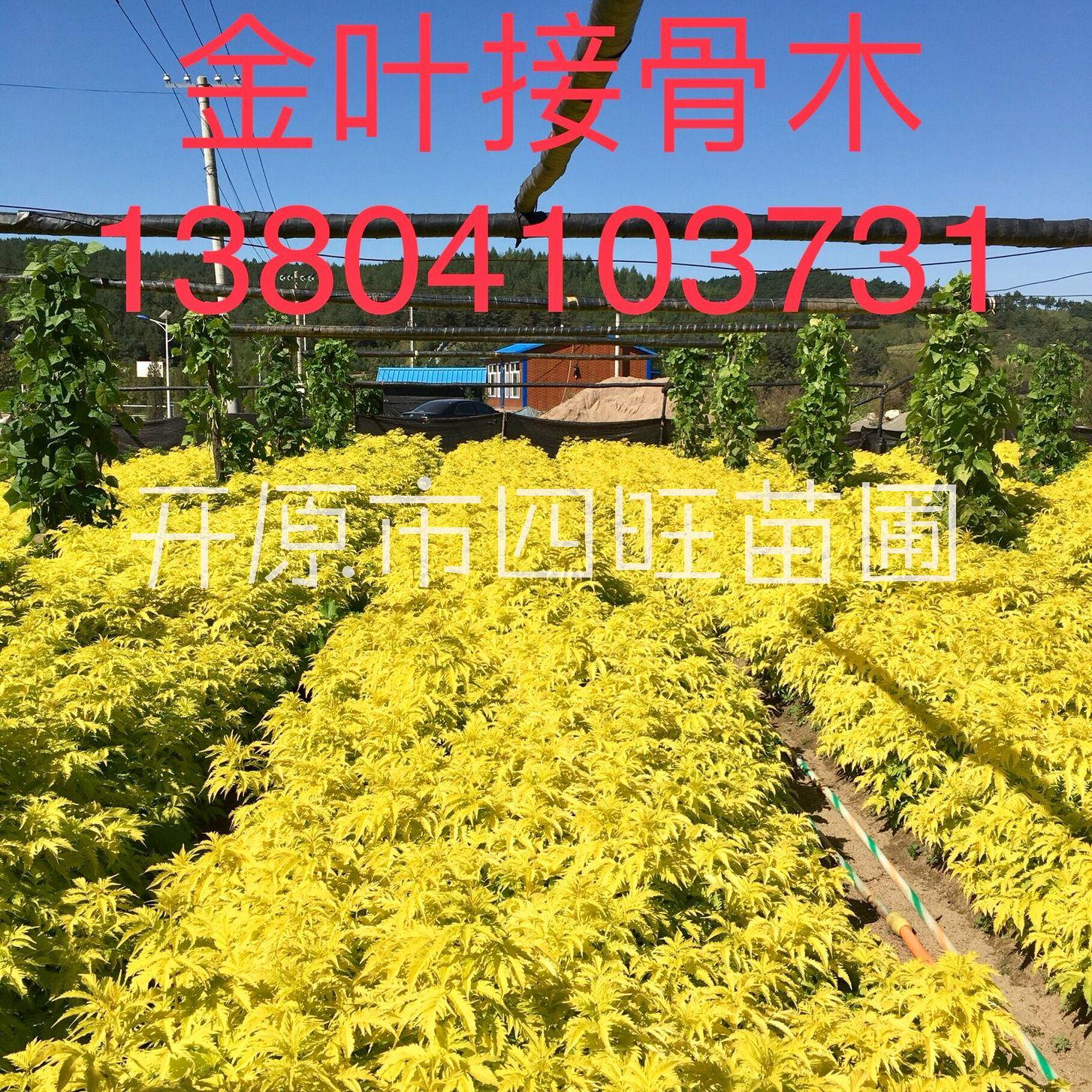 遼寧開原供應(yīng)金葉接骨木扦插小苗價格合理規(guī)格齊全量大可詳談